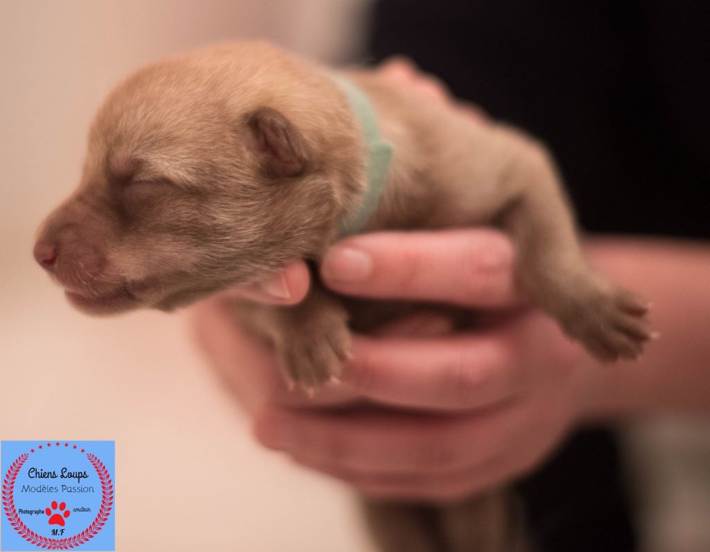 Des Rives Du Fleuve Léna - Chien-loup de Saarloos - Portée née le 22/02/2017